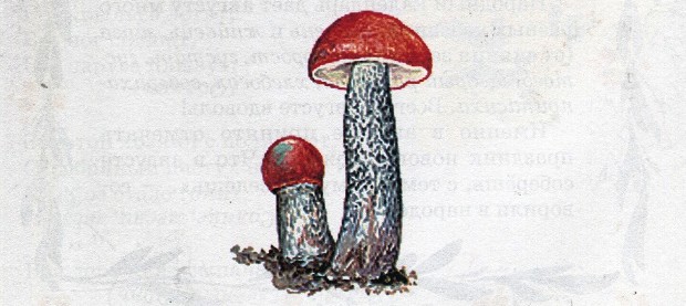 С. Аксаков. Грибы С. Аксаков. Грибы