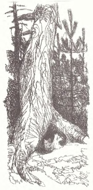 И. Соколов-Микитов. Лисья нора И. Соколов-Микитов. Лисья нора